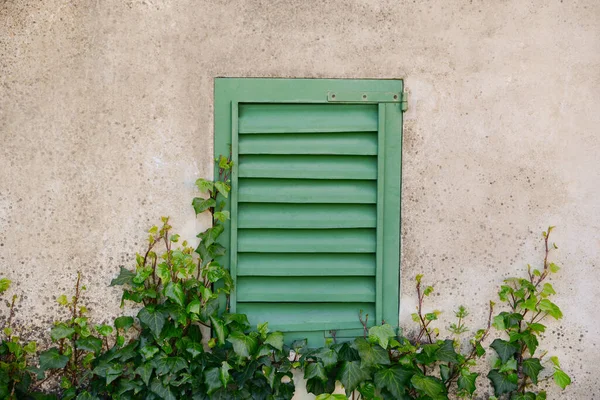 Fenster Mit Altem Holzverschlag Umgeben Von Efeu Betonwand — Stockfoto
