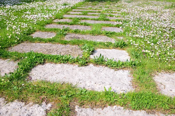 Camino Hierba Verde Fresca Flores Aire Libre — Foto de Stock