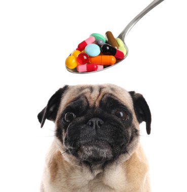 Vitamins for pets. Cute dog and spoon with different pills on white background