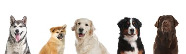 Cute funny cats and dogs on white background. Banner design