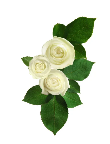 美丽的玫瑰 白色背景 — 图库照片