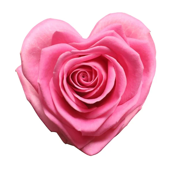 Beautiful Pink Rose Shape Heart White Background — Stock Photo, Image