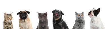 Beyaz arka planda sevimli komik kedi ve köpekler. Pankart tasarımı