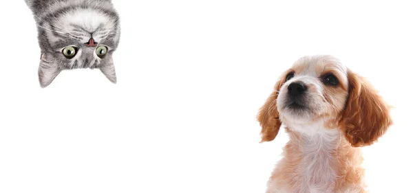 Cute Dog Cat White Background Banner Design Lovely Pets — Fotografia de Stock