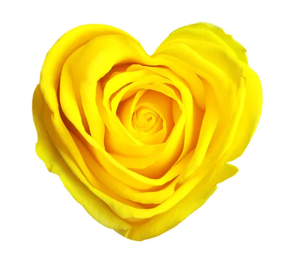 Piękna Żółta Róża Kształcie Serca Białym Tle — Zdjęcie stockowe
