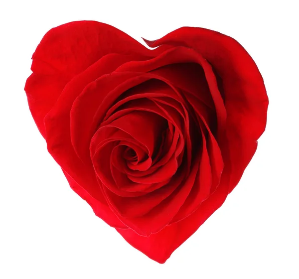 Beautiful Red Rose Shape Heart White Background — Stock Photo, Image