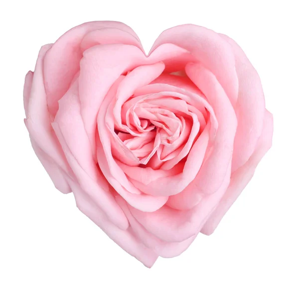 Hermosa Rosa Rosa Forma Corazón Sobre Fondo Blanco — Foto de Stock