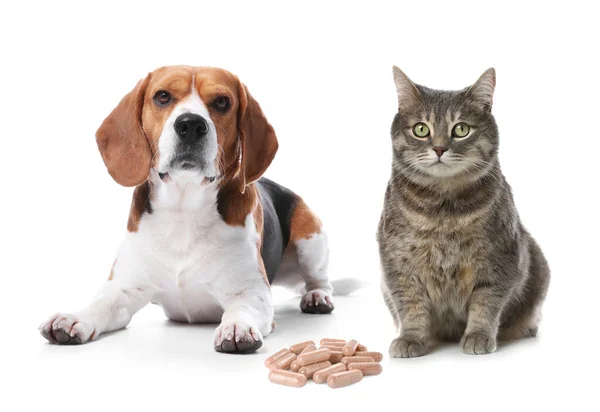 Vitamins Pets Cute Dog Cat Pills White Background — Stockfoto
