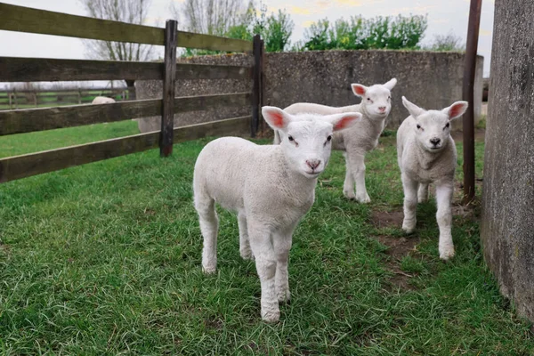 Cute Lambs Wooden Fence Green Field — Zdjęcie stockowe