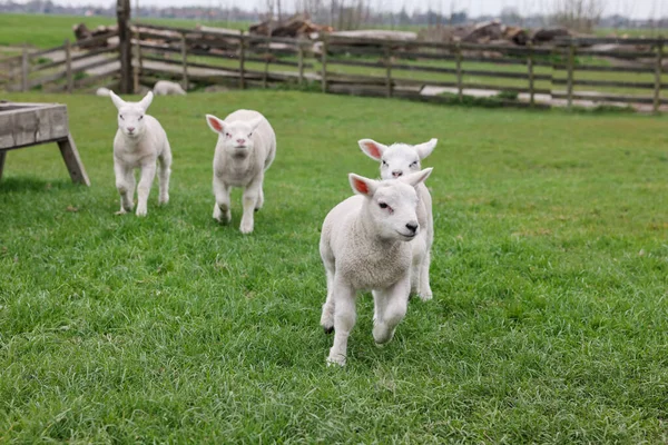 Söta Lamm Grönt Fält Jordbruksdjur — Stockfoto