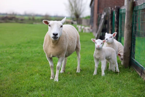 Beautiful Sheep Cute Lambs Fence Farmyard — Zdjęcie stockowe