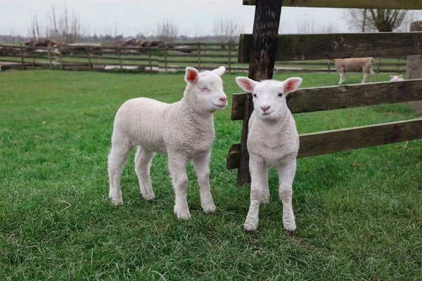 Cute Lambs Wooden Fence Green Field — Stockfoto