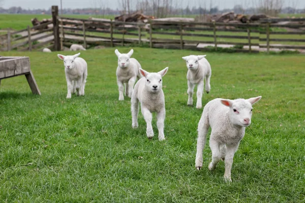 Söta Lamm Grönt Fält Jordbruksdjur — Stockfoto