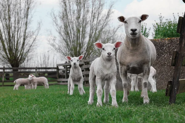 Милі Смішні Вівці Зеленому Полі Фермерські Тварини — стокове фото