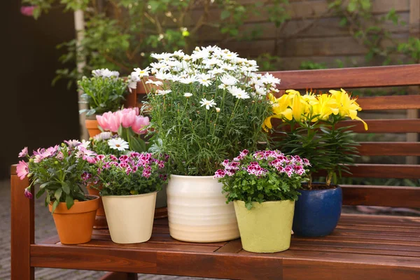 Many Different Beautiful Blooming Plants Flowerpots Wooden Bench Outdoors — Φωτογραφία Αρχείου