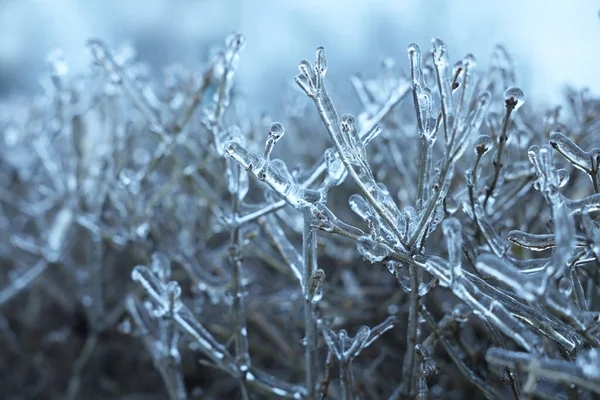 Φυτά Πάγο Γάνωμα Εξωτερικούς Χώρους Την Ημέρα Του Χειμώνα Closeup — Φωτογραφία Αρχείου
