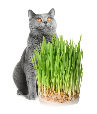 Sevimli kedi ve beyaz arka planda taze yeşil çimenler.