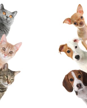 Beyaz arka planda sevimli komik kedi ve köpekler.