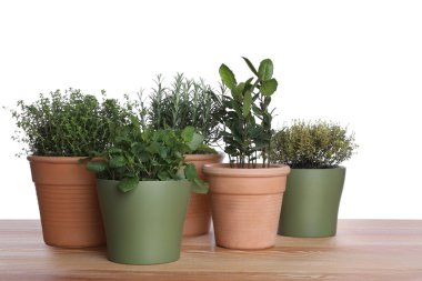 Kekik, kepek, adaçayı, nane ve biberiye ile ahşap masada beyaz arka planda