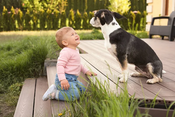 Adorable Baby Furry Little Dog Wooden Porch Outdoors — Foto Stock