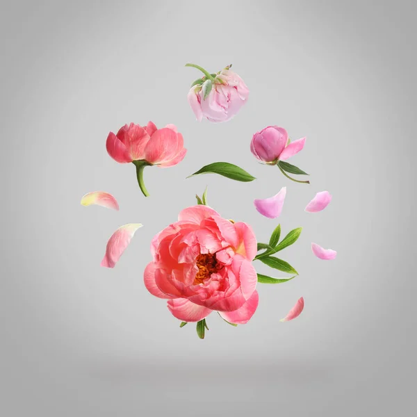 Belles Fleurs Pivoine Volant Sur Fond Gris Clair — Photo