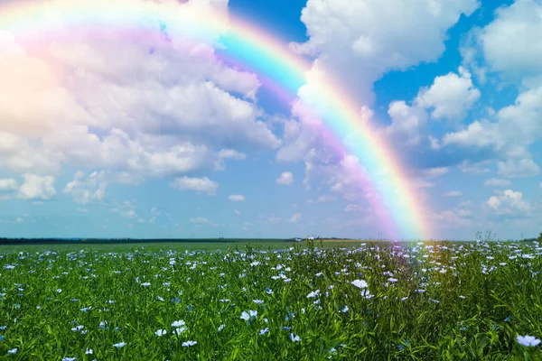 Picturesque View Meadow Blooming Flowers Beautiful Rainbow Blue Sky Sunny — Stock Photo, Image