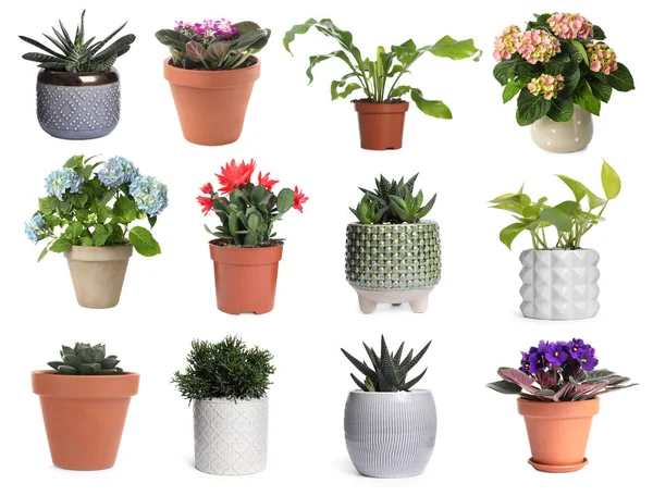 Set Different Beautiful Plants White Background – stockfoto