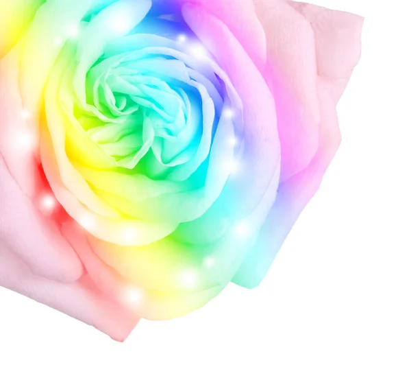 Hermosa Rosa Tonificada Colores Arco Iris Sobre Fondo Blanco Primer — Foto de Stock