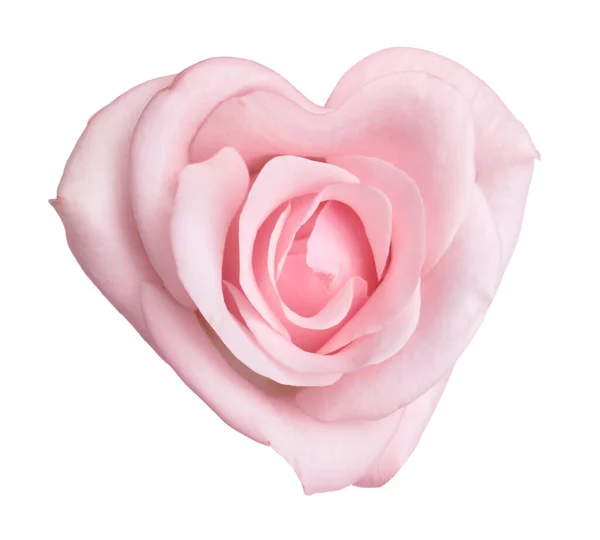 白い背景にハートの形をした美しいピンクのバラ — ストック写真