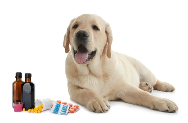 Vitaminen Voor Huisdieren Leuke Hond Verschillende Pillen Siroop Witte Achtergrond — Stockfoto