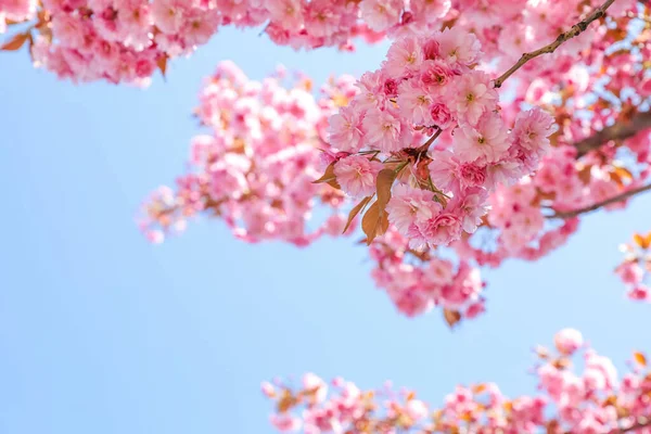 Beautiful Blossoming Sakura Tree Blue Sky Closeup — Fotografia de Stock