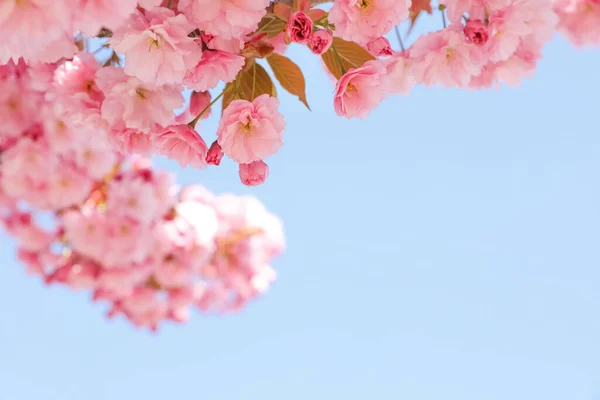 Hermoso Árbol Sakura Flor Contra Cielo Azul Primer Plano Espacio —  Fotos de Stock