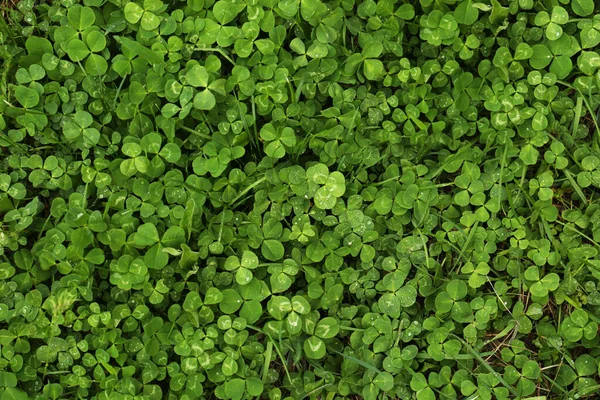 Belle Foglie Trifoglio Verde Erba Con Gocce Acqua Vista Dall — Foto Stock