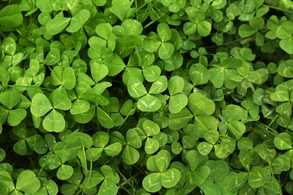 Schöne Grüne Kleeblätter Mit Wassertropfen Draufsicht — Stockfoto