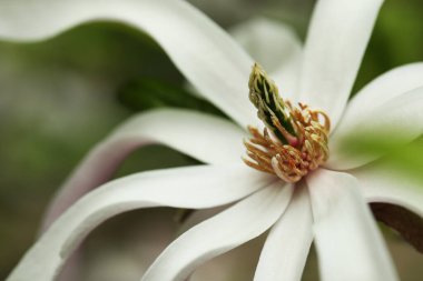 Bulanık arkaplanda güzel manolya çiçeği, yakın plan