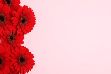 Pembe arka planda güzel kırmızı Gerbera çiçekleri, üst manzara. Metin için boşluk