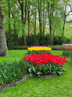 Bir sürü güzel çiçekle park et. Bahar mevsimi