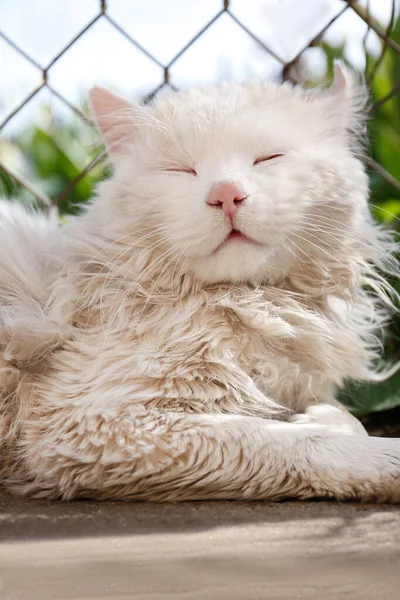 Χαριτωμένη Χνουδωτή Γάτα Που Αναπαύεται Κοντά Στο Φράχτη Την Ηλιόλουστη — Φωτογραφία Αρχείου