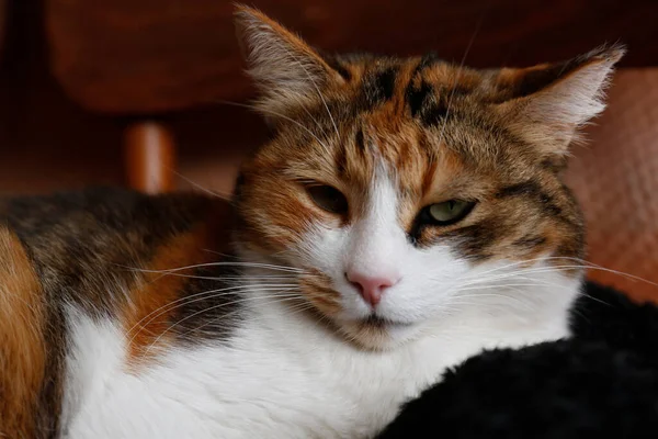 かわいい猫の屋内 クローズアップビュー ふわふわペット — ストック写真