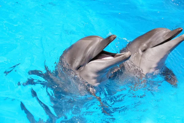 Dolphins Swimming Pool Marine Mammal Park — Stock Photo, Image