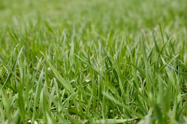 Pelouse Verte Avec Herbe Fraîche Extérieur Gros Plan — Photo