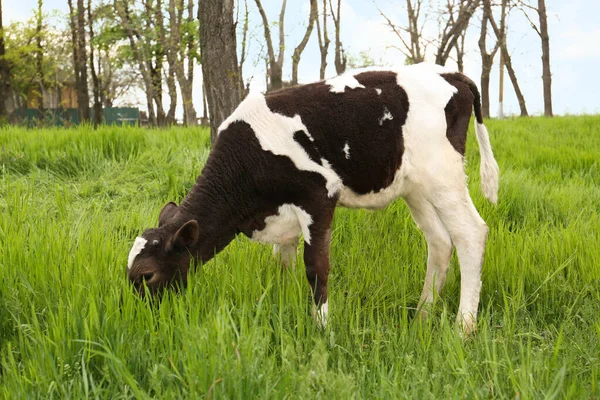 Black White Calf Grazing Green Grass — Fotografia de Stock
