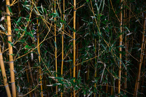 Belas Plantas Bambu Com Folhas Verdes Exuberantes Crescendo Livre — Fotografia de Stock