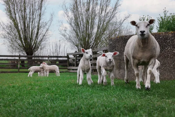 Cute Śmieszne Owce Zielonym Polu Zwierzęta Gospodarskie — Zdjęcie stockowe