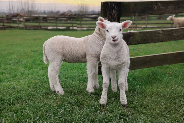 Cute Lambs Wooden Fence Green Field — Zdjęcie stockowe