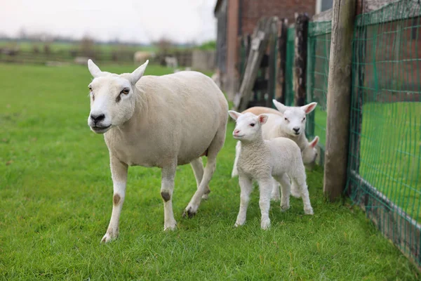 Красиві Вівці Милими Ягнятами Біля Паркану Дворі — стокове фото