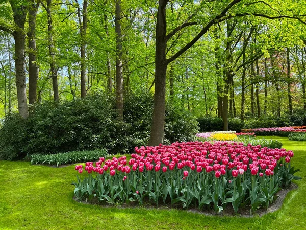 Park Mit Einer Vielzahl Von Schönen Blumen Frühlingszeit — Stockfoto