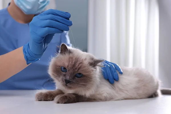 Veterinary Holding Acupuncture Needle Cat Head Clinic Closeup Animal Treatment — Stock Photo, Image