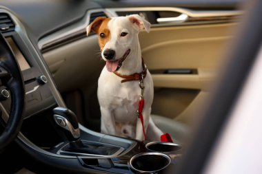 Jack Russel Terrier arabada. Sevimli hayvan.