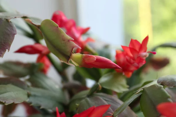 Beautiful Crab Cactus Red Flowers Closeup — Fotografia de Stock